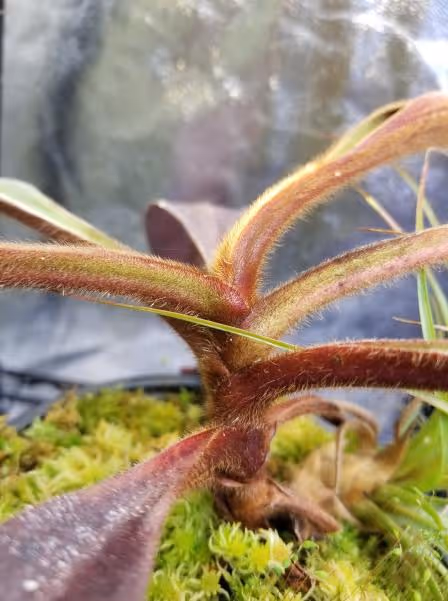 27. Indumentum and red coloration on petioles