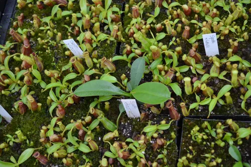 27. N. spathulata x lowii seedlings. Chris explained that he'd been experimenting with different means of inducing 'leaf jumps', including early repotting and extra osmocote fertiliser.