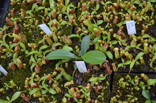 27. N. spathulata x lowii seedlings. Chris explained that he'd been experimenting with different means of inducing 'leaf jumps', including early repotting and extra osmocote fertiliser
