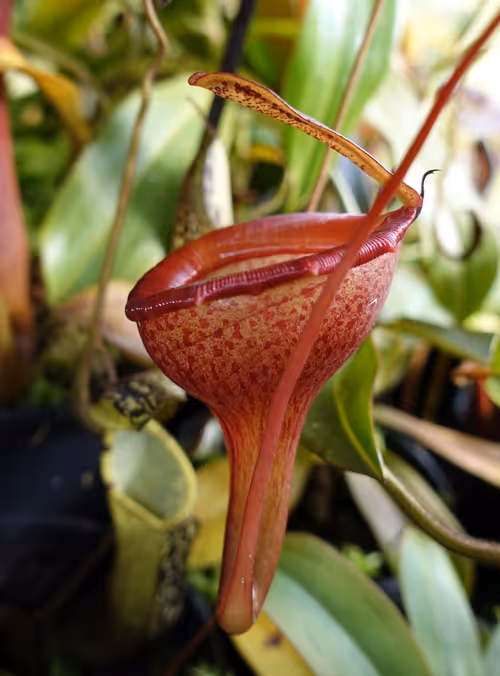 27. Nepenthes jamban