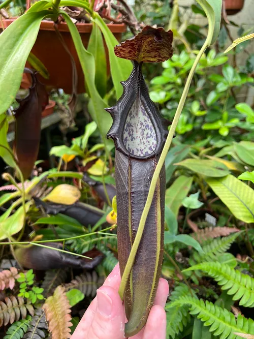 27. Nepenthes naga is named for the forked appendage under its lid ("naga" being the Indonesian word for dragon).