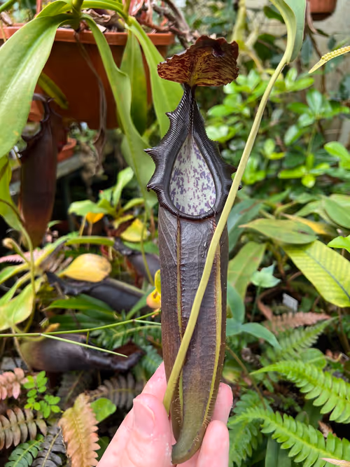 27. Nepenthes naga is named for the forked appendage under its lid ("naga" being the Indonesian word for dragon)