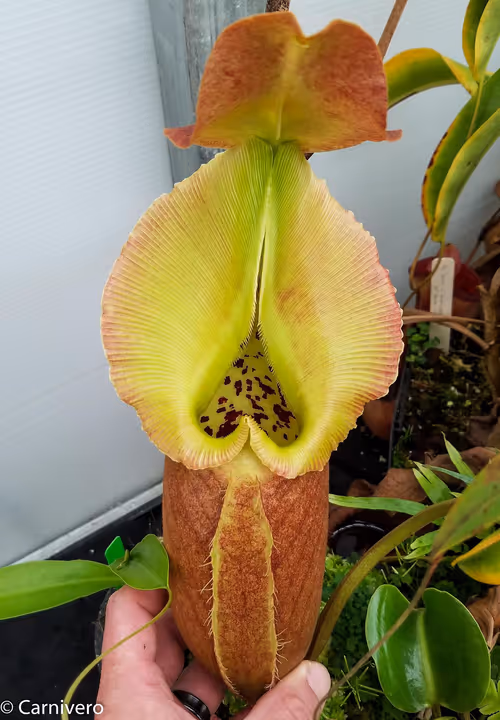 27. Nepenthes robcantleyi (1 of 5)