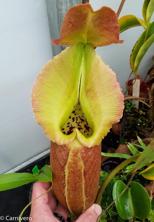 27. Nepenthes robcantleyi (1 of 5)