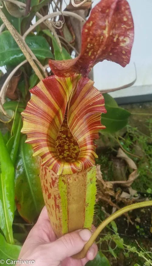 27. Nepenthes veitchii x maxima "EP".