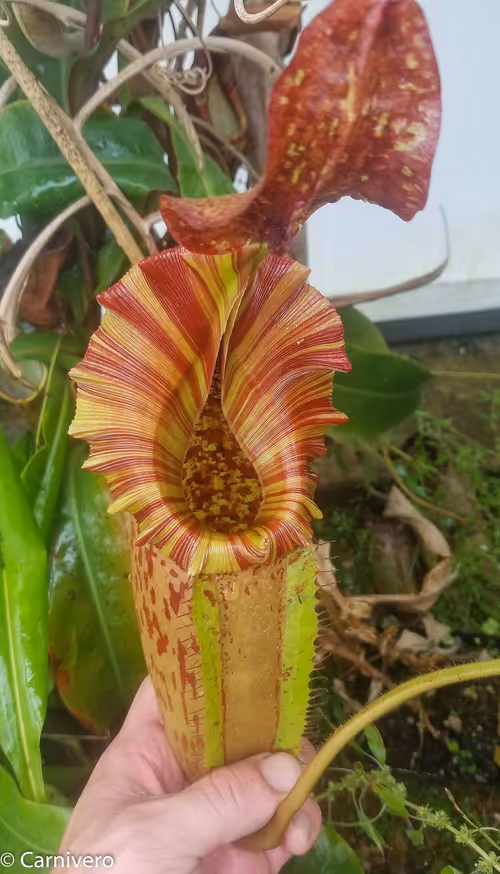 27. Nepenthes veitchii x maxima "EP"