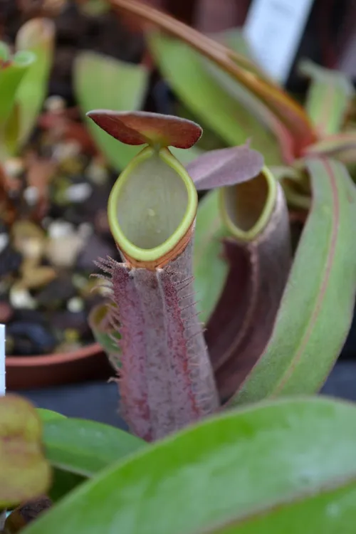 28. A red form of Nepenthes albomarginata.