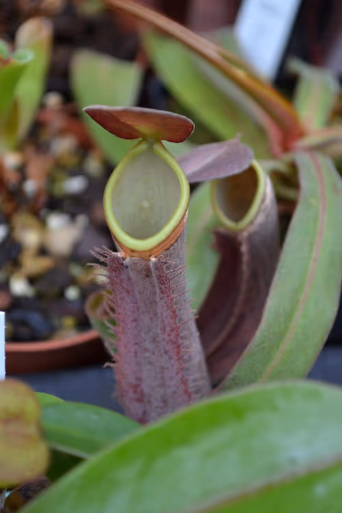 28. A red form of Nepenthes albomarginata