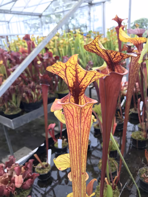 28. Another Sarracenia flava var ornata