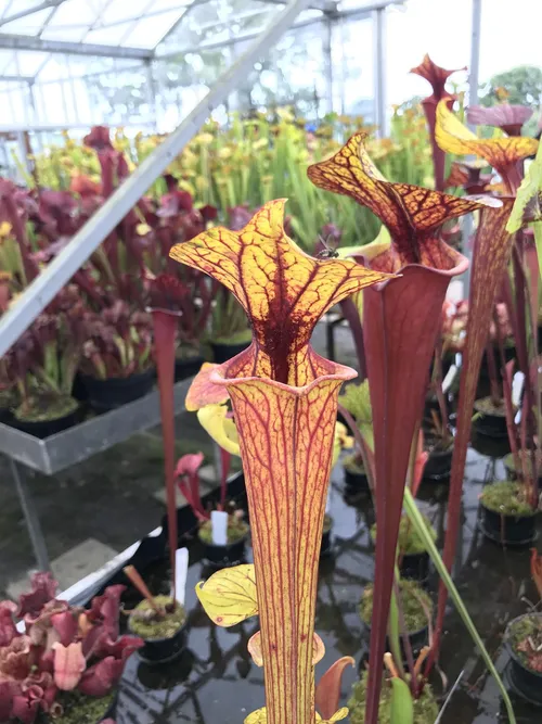 28. Another Sarracenia flava var ornata