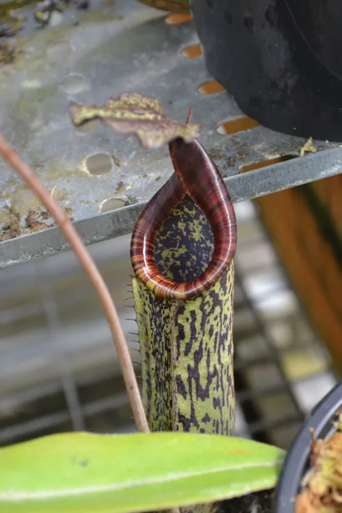 28. Nepenthes burbidgeae x fallax (N. stenophylla maybe)