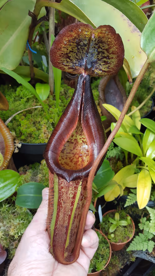 28. Nepenthes lowii x maxima 'dark'