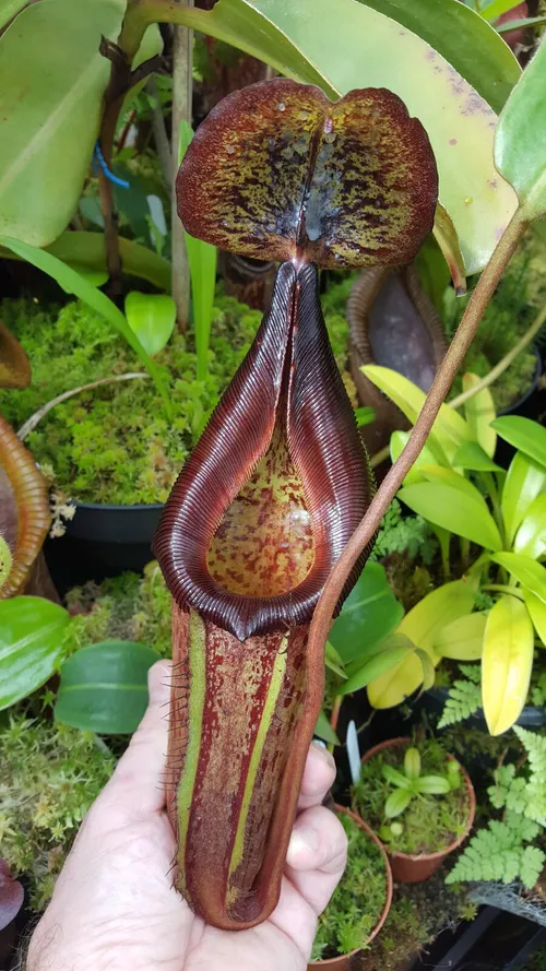 28. Nepenthes lowii x maxima 'dark'