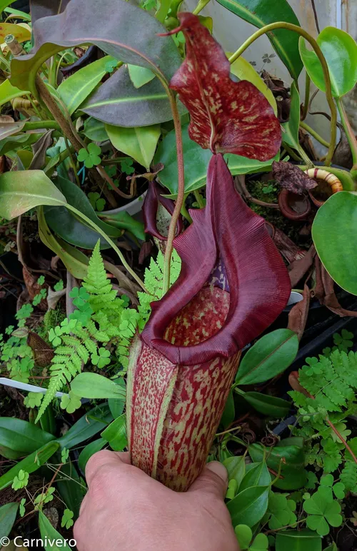 28. Nepenthes maxima, BE 3067.