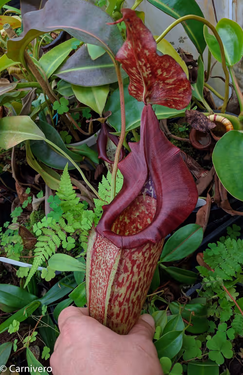 28. Nepenthes maxima, BE 3067