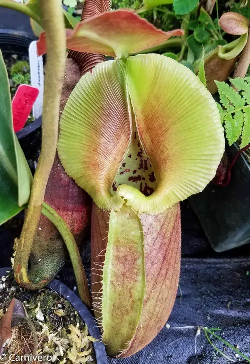 28. Nepenthes robcantleyi (2 of 5).