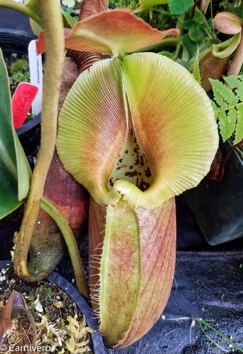 28. Nepenthes robcantleyi (2 of 5)