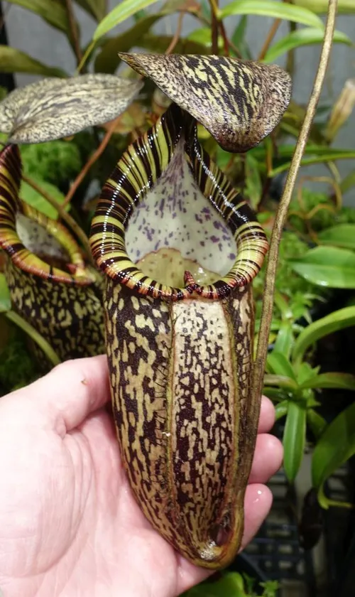 28. Nepenthes spectabilis Bandahara