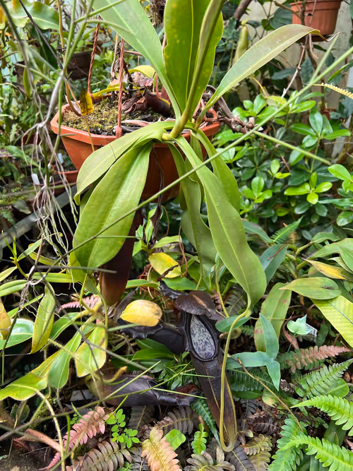 28. Note the wider leaf shape on N. naga compared to N. bongso