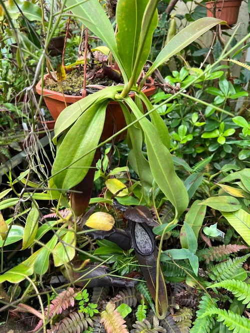 28. Note the wider leaf shape on N. naga compared to N. bongso