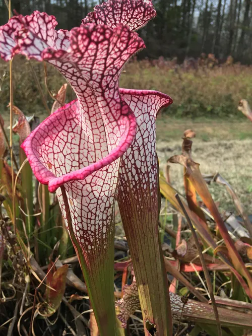 28. Sarracenia leucophylla from Liberty county, Florida