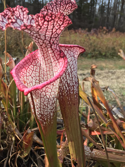 28. Sarracenia leucophylla from Liberty county, Florida