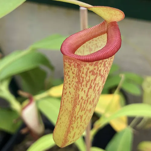 29 Nepenthes ventricosa x inermis