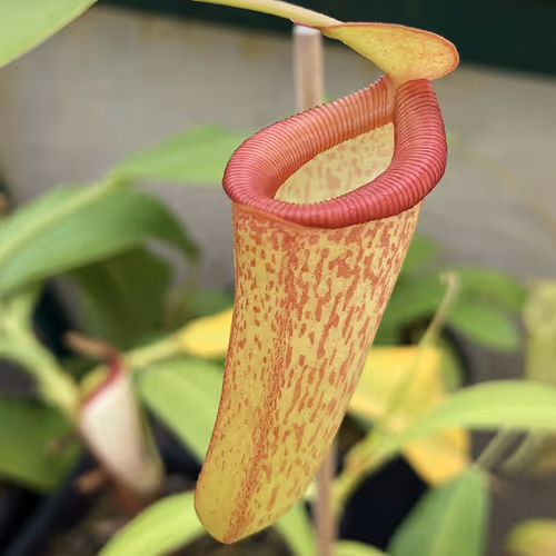 29 Nepenthes ventricosa x inermis