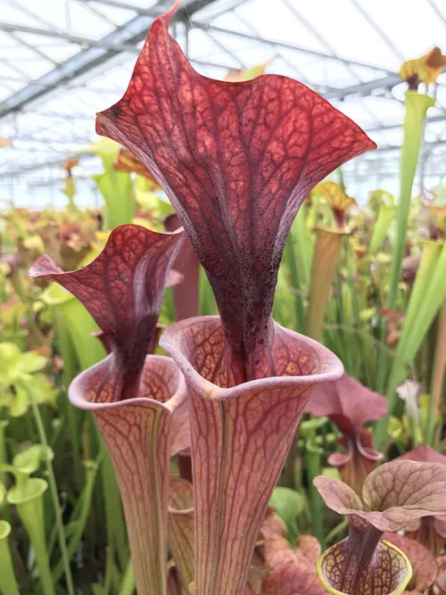 29. A particularly stunning Sarracenia flava atropurpurea - huge flared lids!