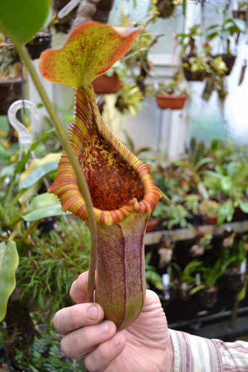 29. Entering the highland house, we were greeted by this enormous Nepenthes trusmadiensis x truncata 'EP'