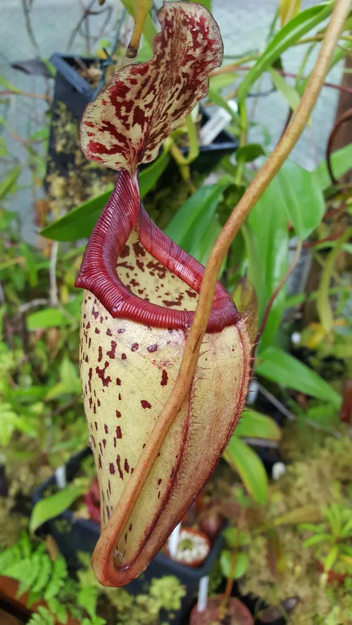 29. Nepenthes flava x burbidgeae