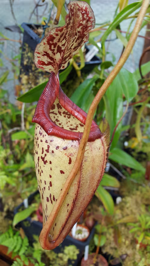 29. Nepenthes flava x burbidgeae