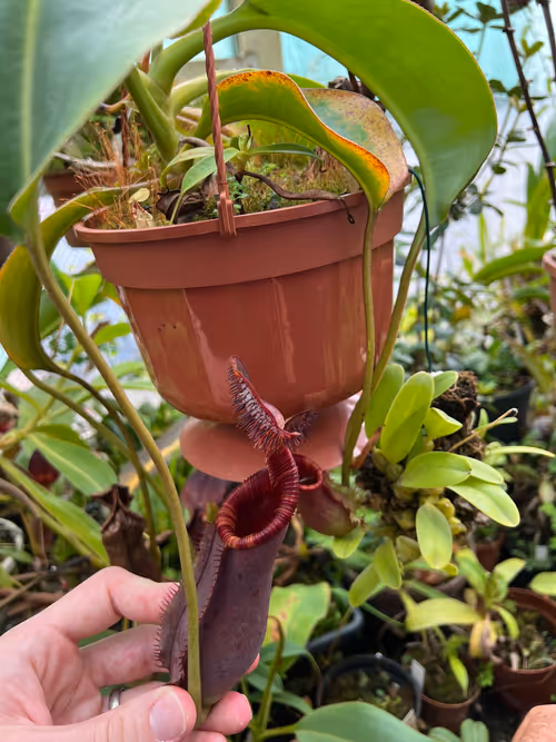 29. Nepenthes lowii x ephippiata - a rare hybrid that Chris says used to sell for just €30!