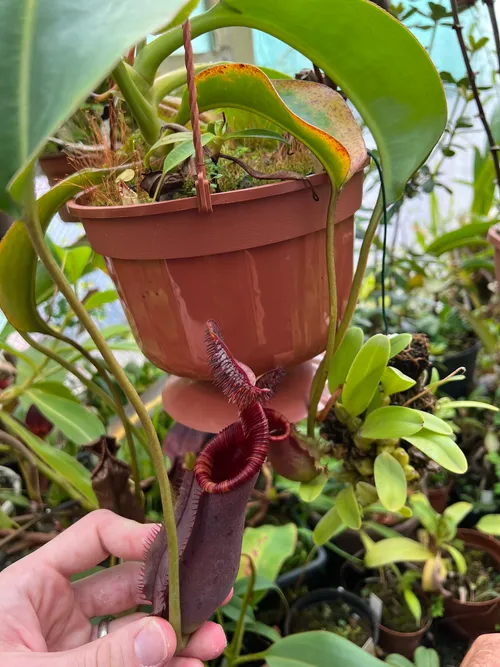 29. Nepenthes lowii x ephippiata - a rare hybrid that Chris says used to sell for just €30!