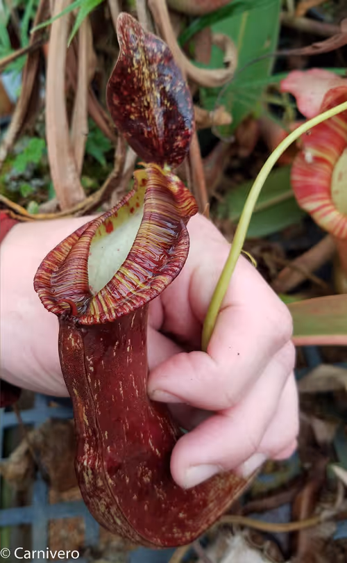 29. Nepenthes mirabilis var echinostoma