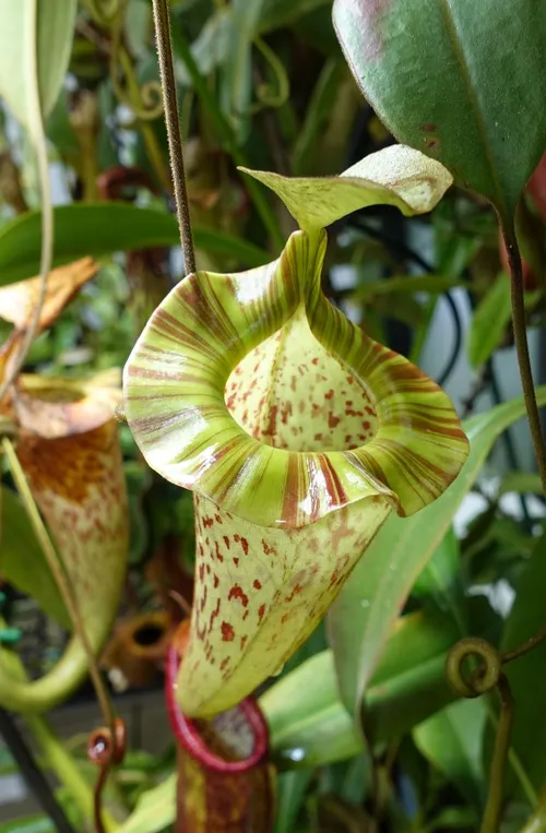 29. Nepenthes platychila