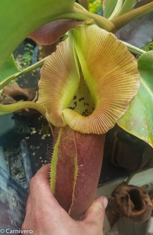 29. Nepenthes robcantleyi (3 of 5).