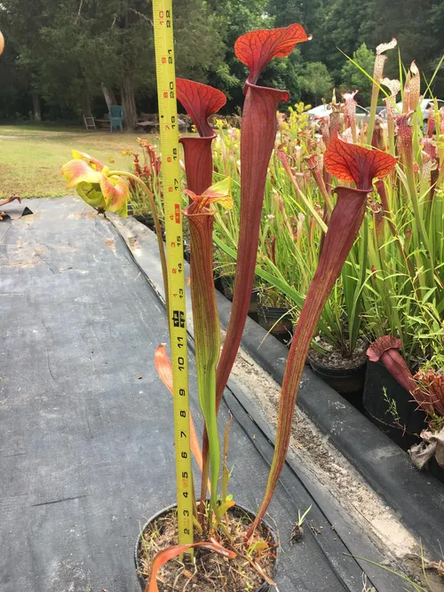 29. Sarracenia flava maroon about to go up on eBay