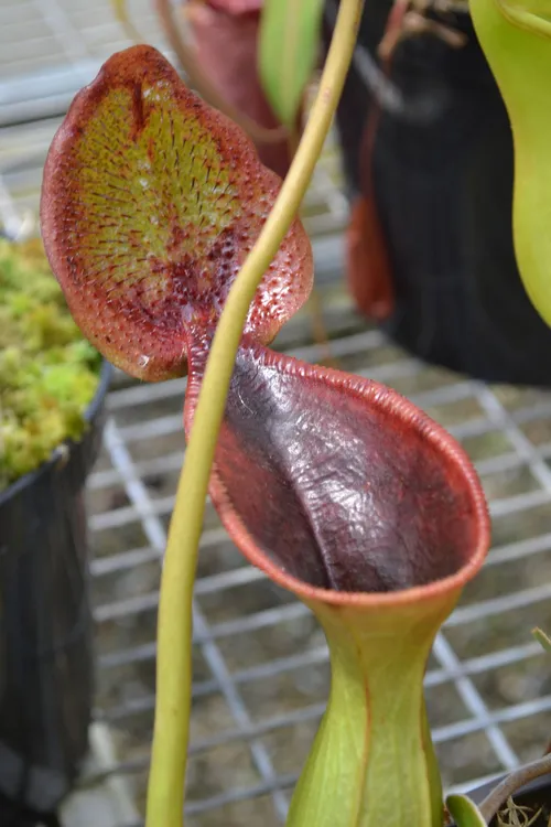 29. The stunning upper pitchers on Nepenthes lowii