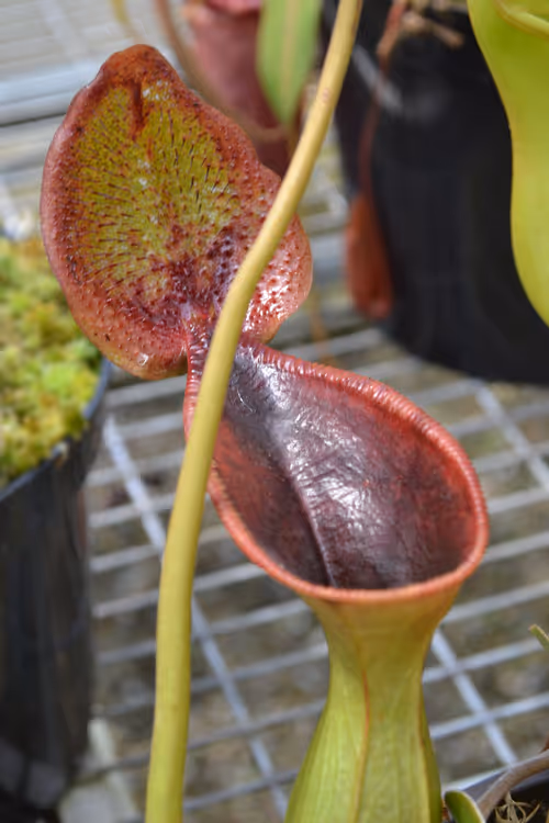 29. The stunning upper pitchers on Nepenthes lowii