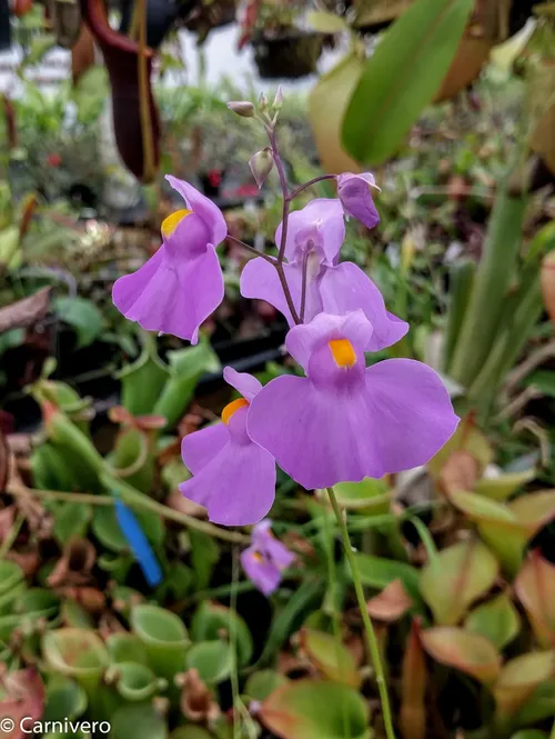 3. Utricularia longifolia.