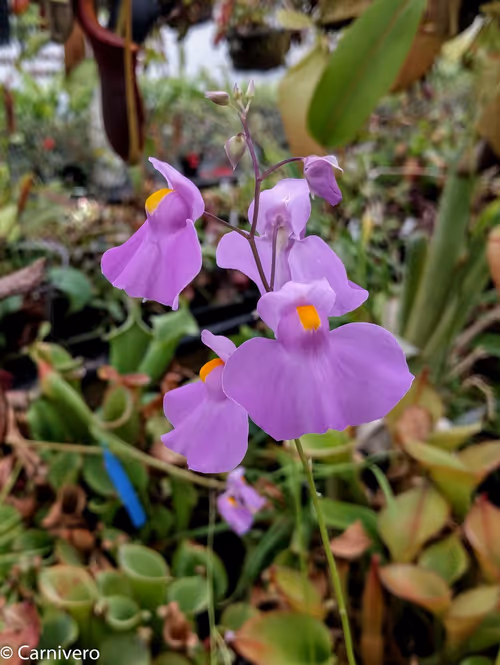 3. Utricularia longifolia