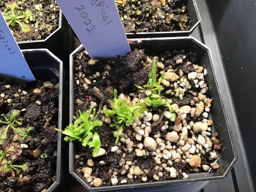 3. Venus flytrap plantlets rapidly gaining size