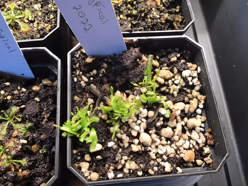 3. Venus flytrap plantlets rapidly gaining size