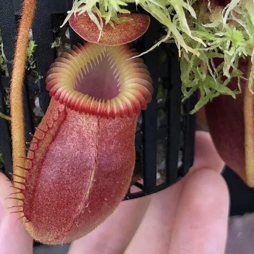 30 Nepenthes villosa BE