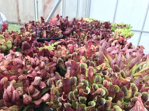 30. Dozens of forms and hybrids of S. purpurea and s. psittacina