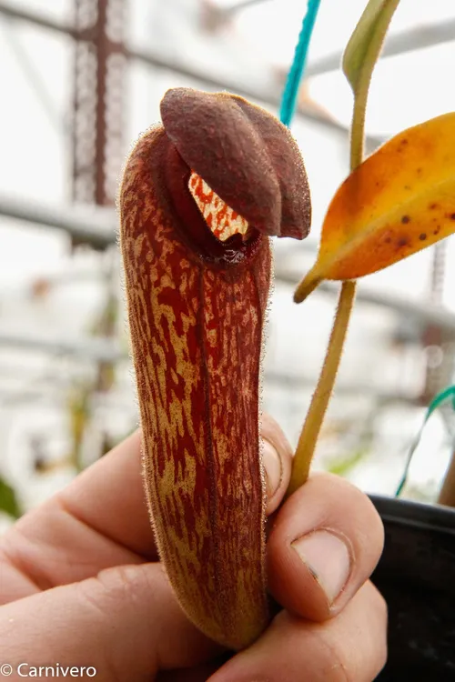 30. Nepenthes klossii, BE original.