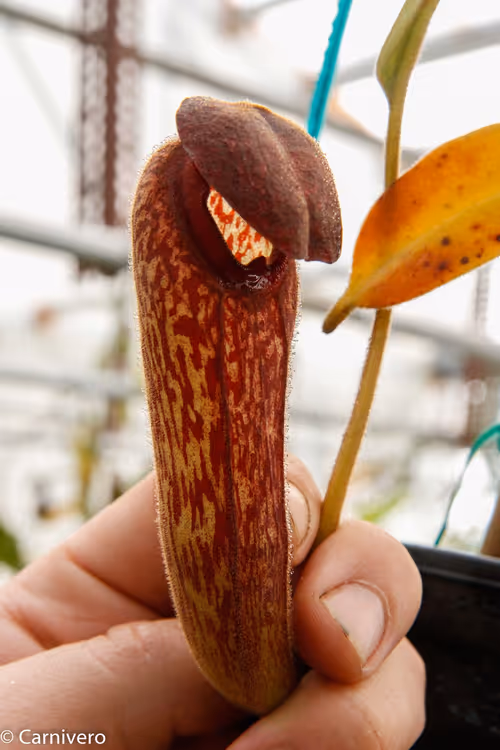 30. Nepenthes klossii, BE original