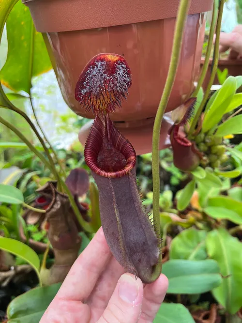 30. Nepenthes lowii x ephippiata pitcher starting to produce exudiate