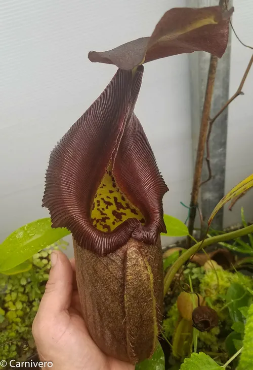 30. Nepenthes robcantleyi (4 of 5).